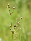 Juncus articulatus. Соцветие. Архангельская обл., Вельский р-н, окр. пос. Усть-Шоноша, берег р. Вель. 8 июля 2010 г.