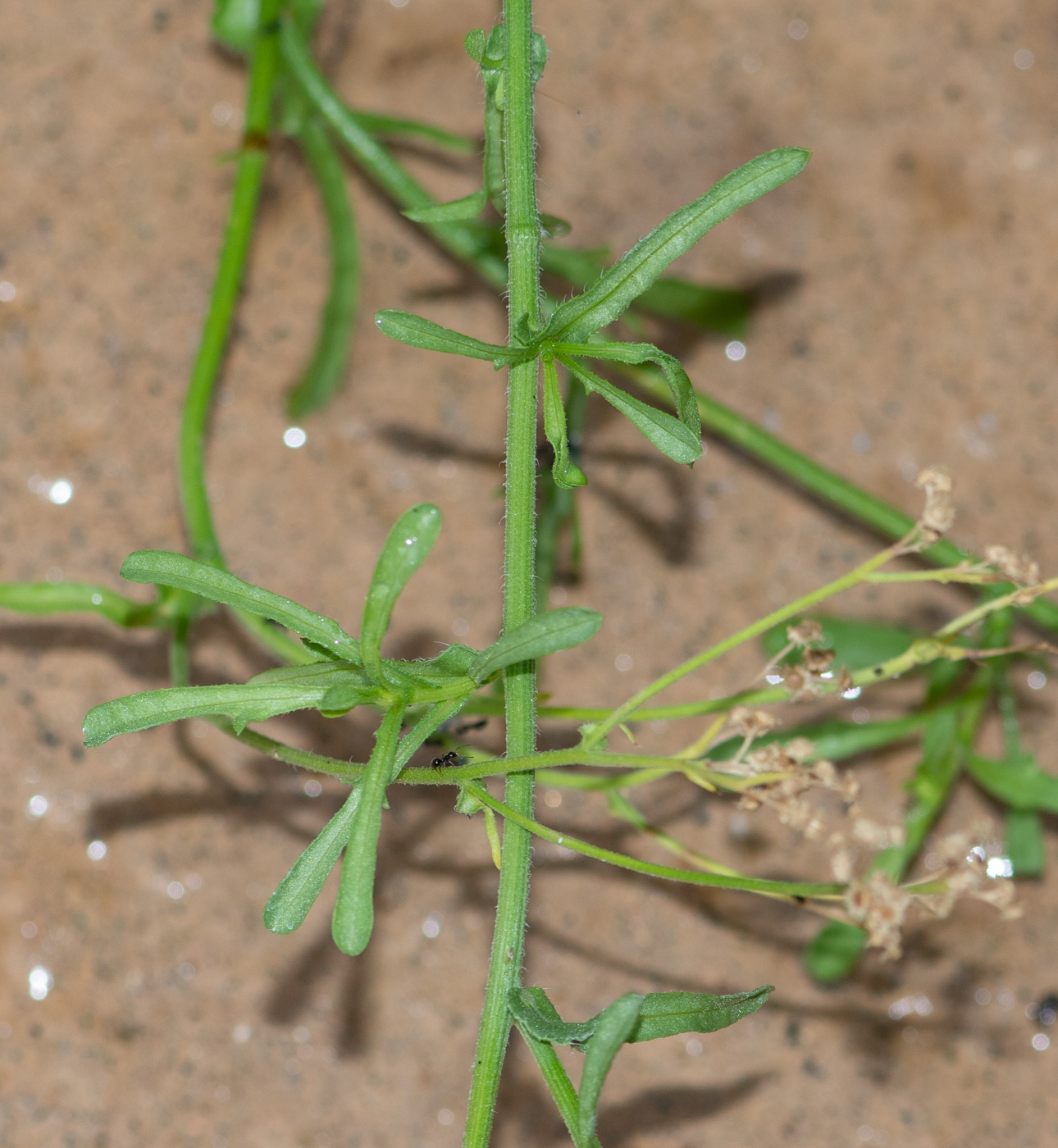 Изображение особи Nidorella resedifolia.