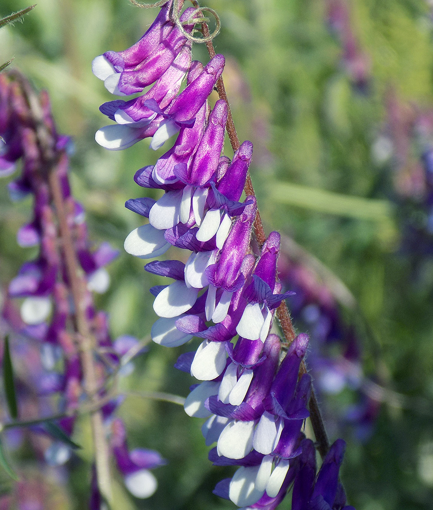 Изображение особи Vicia villosa.