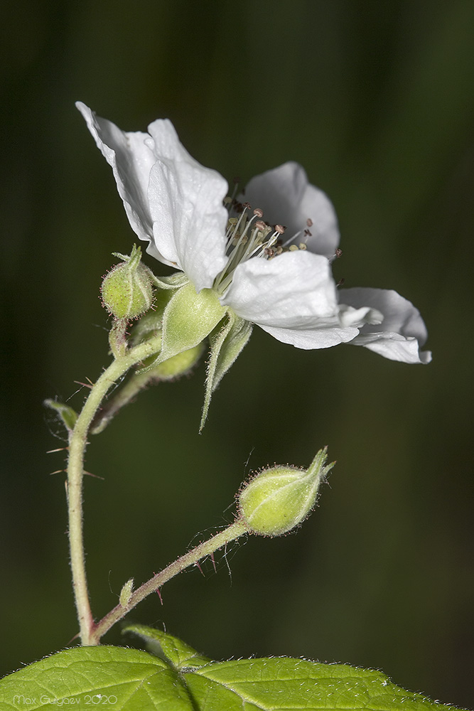 Изображение особи Rubus caesius.