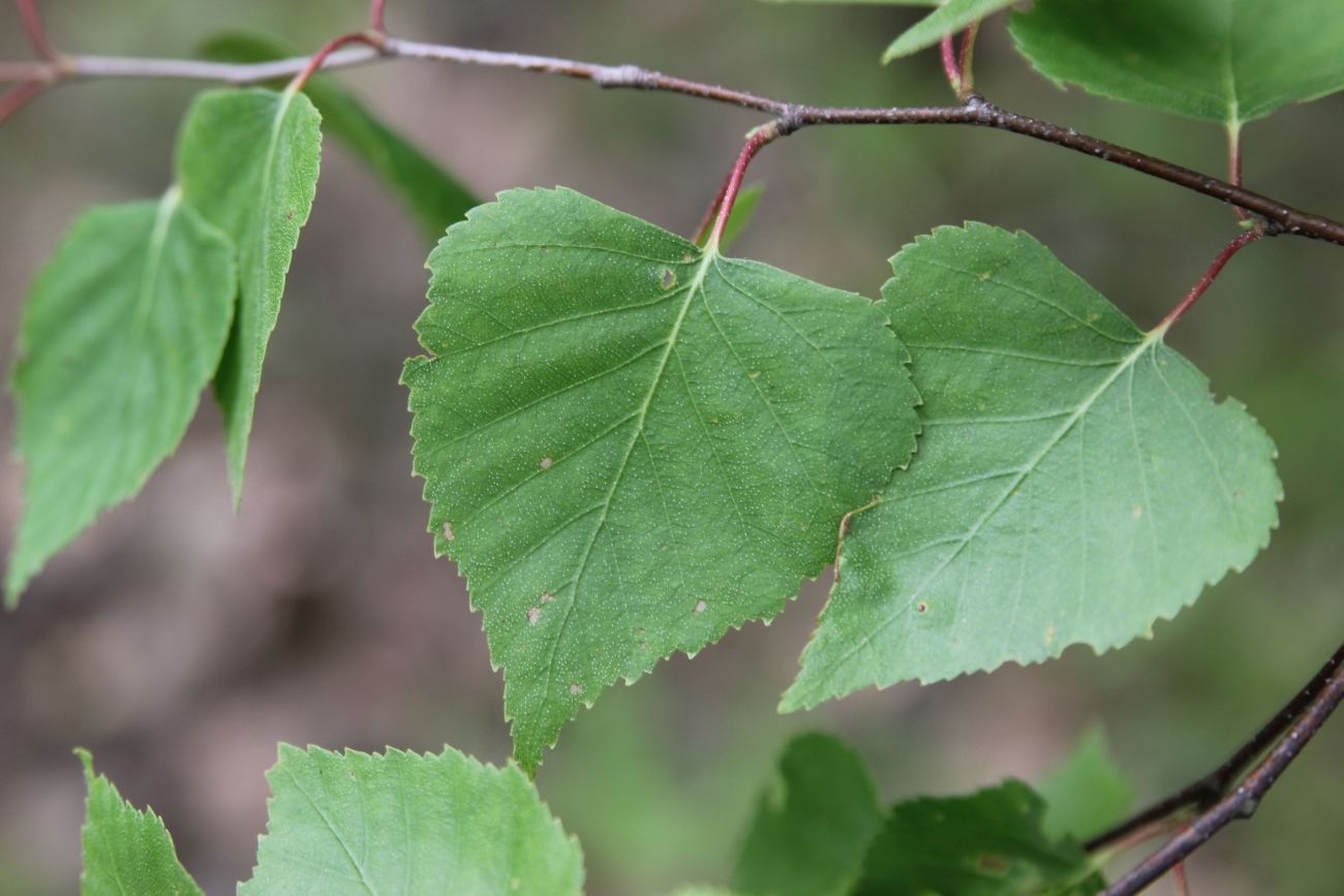 Изображение особи Betula pendula.