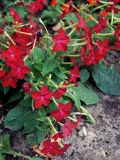 Nicotiana alata