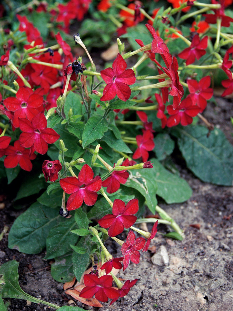 Изображение особи Nicotiana alata.