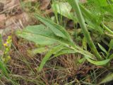 Valeriana cardamines