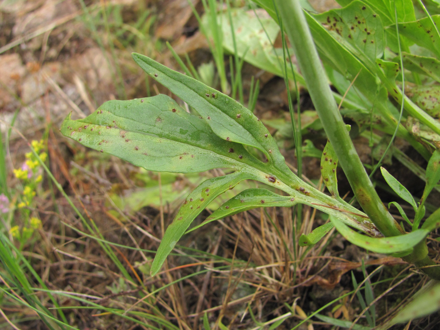 Image of Valeriana cardamines specimen.