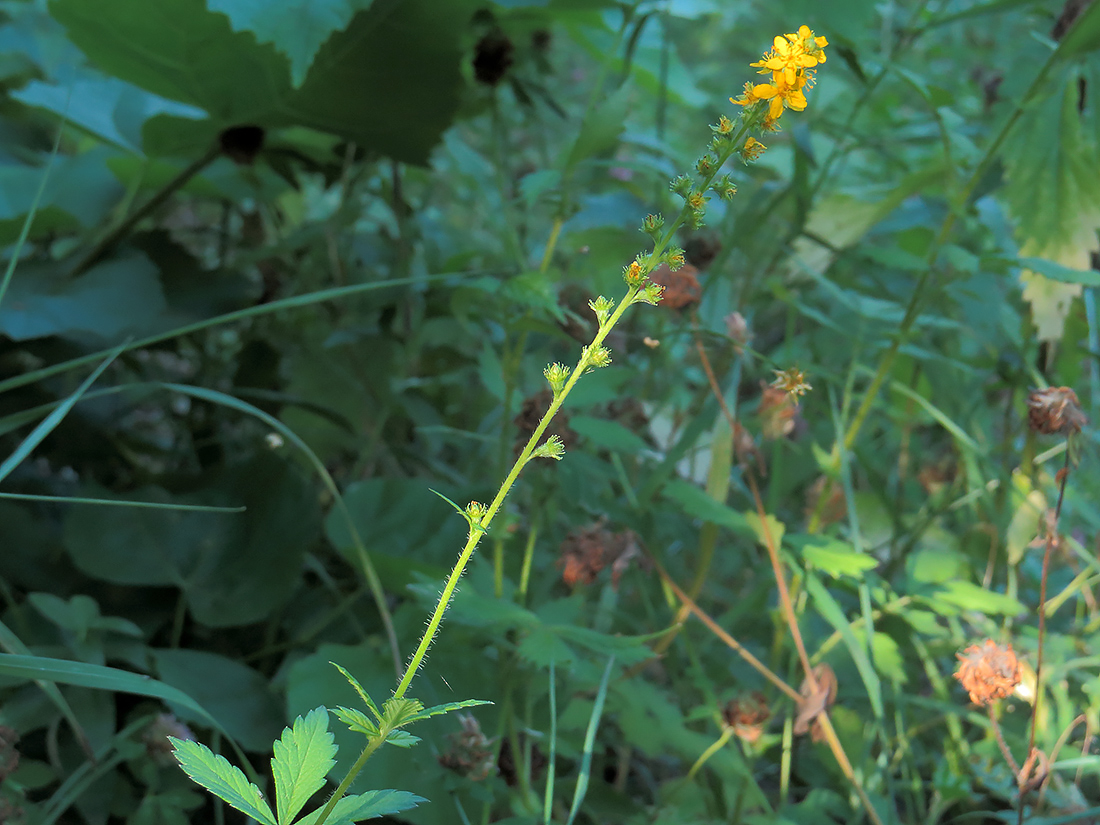 Изображение особи Agrimonia pilosa.