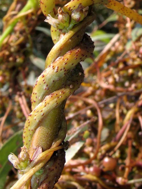 Image of Cuscuta lupuliformis specimen.