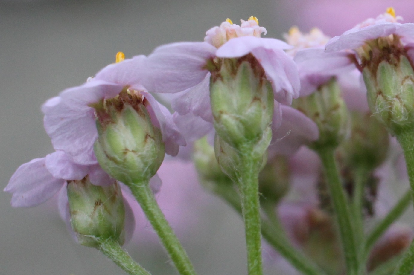 Image of Achillea asiatica specimen.