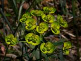 Euphorbia virgata