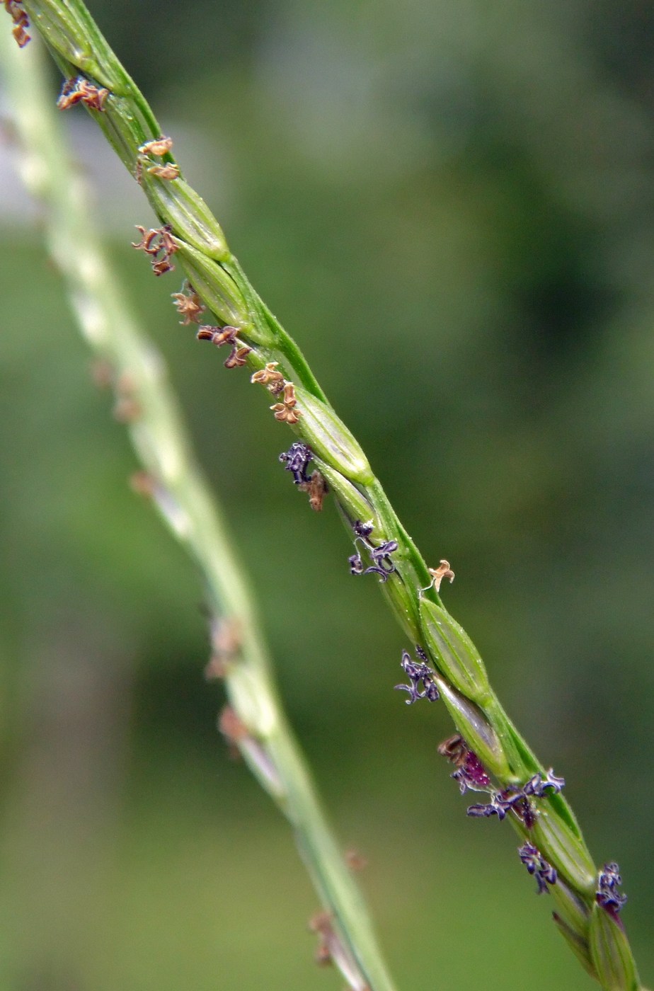 Image of genus Digitaria specimen.