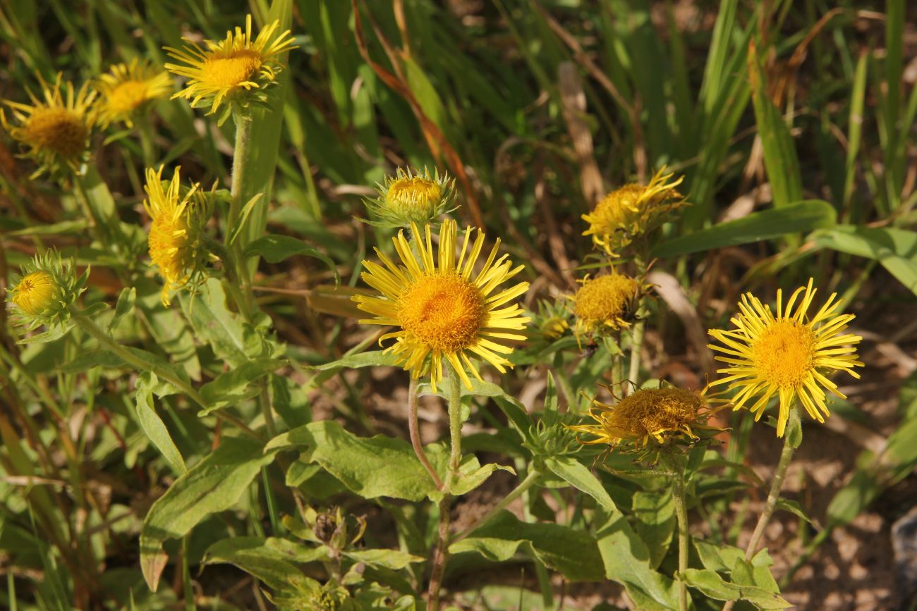 Изображение особи Inula britannica.