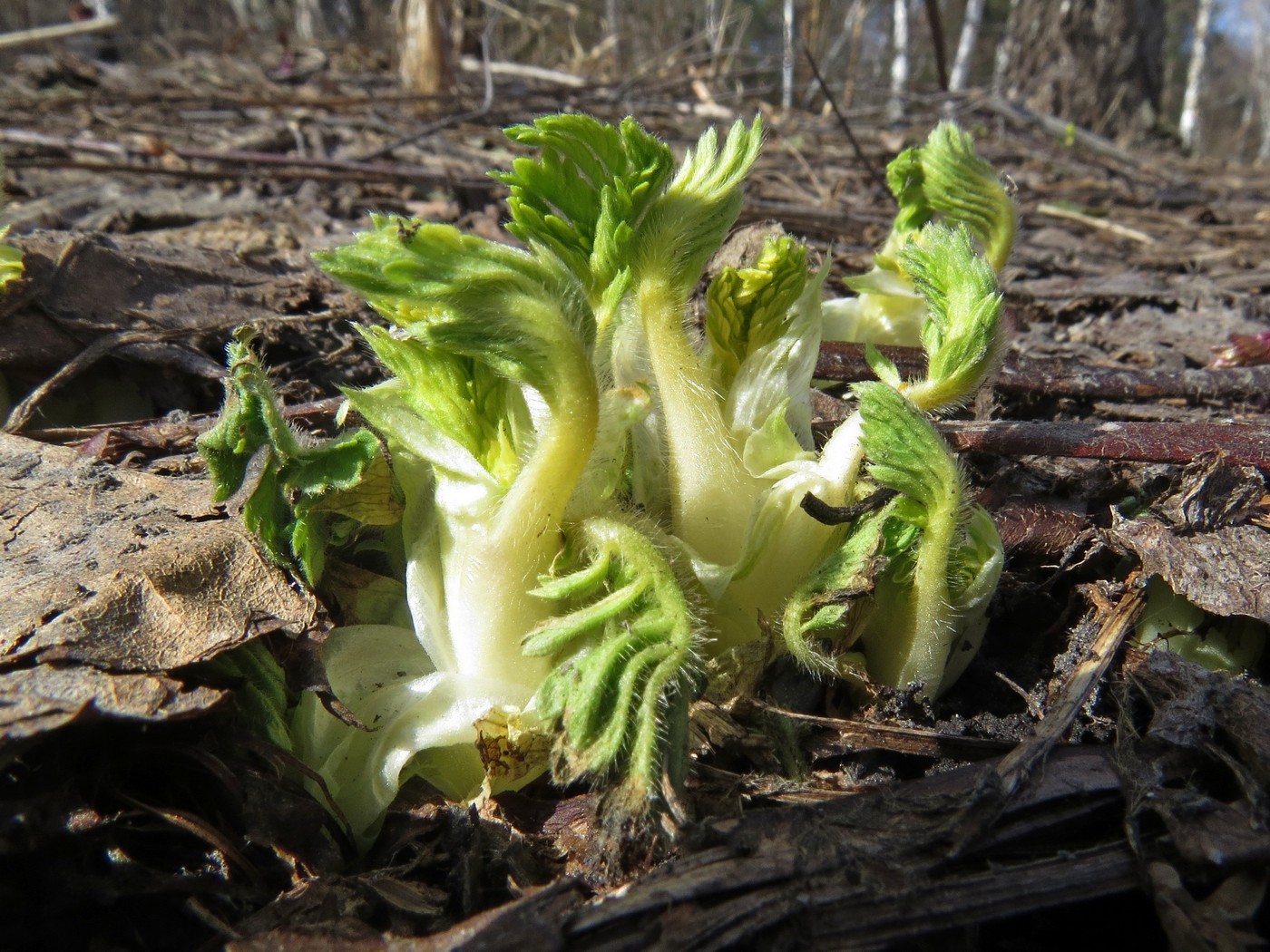 Изображение особи Agrimonia pilosa.