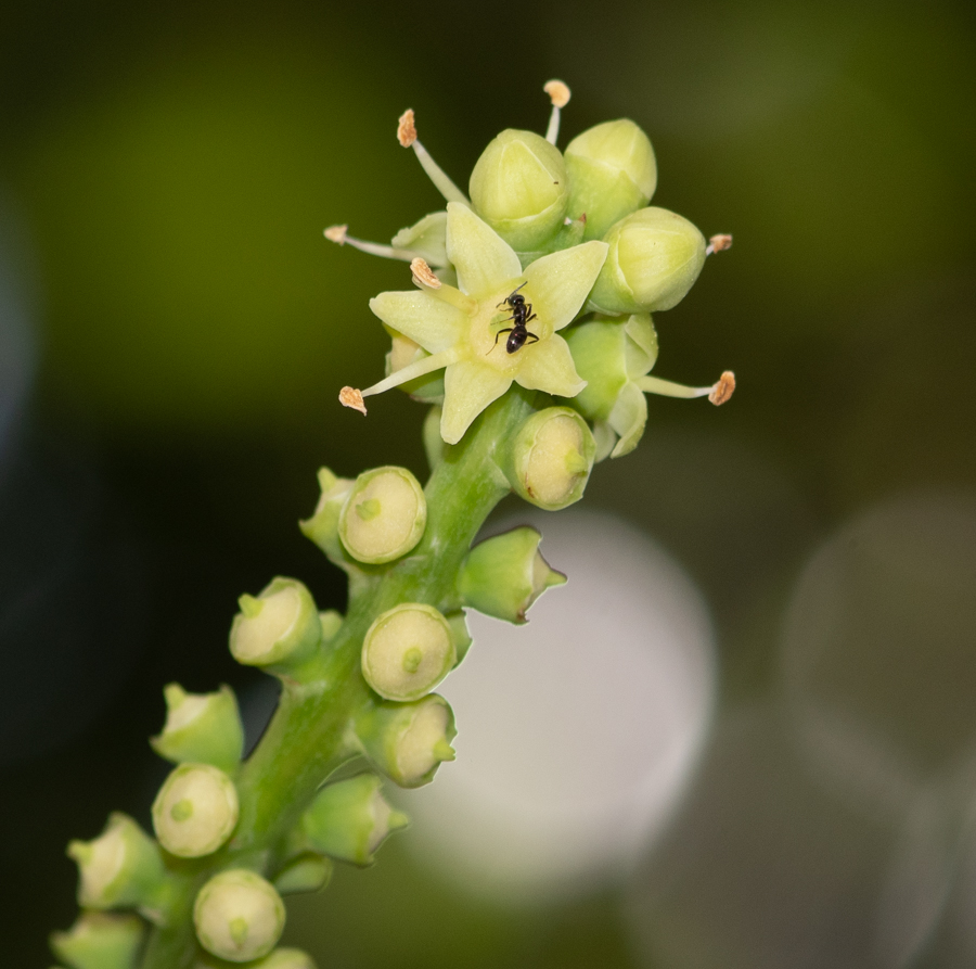 Image of Cussonia paniculata specimen.