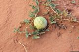 Citrullus colocynthis