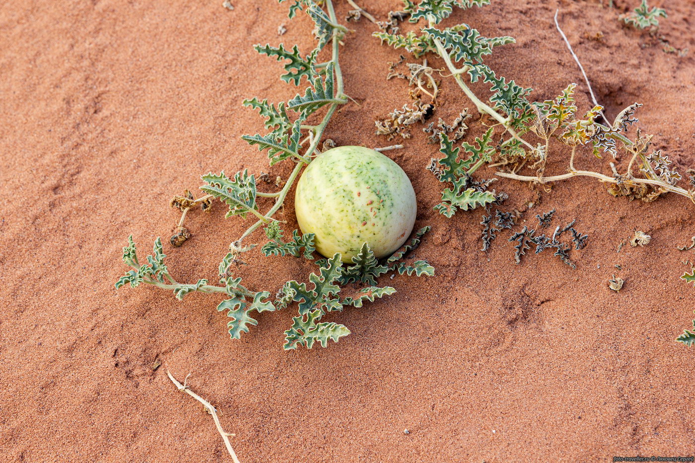 Image of Citrullus colocynthis specimen.