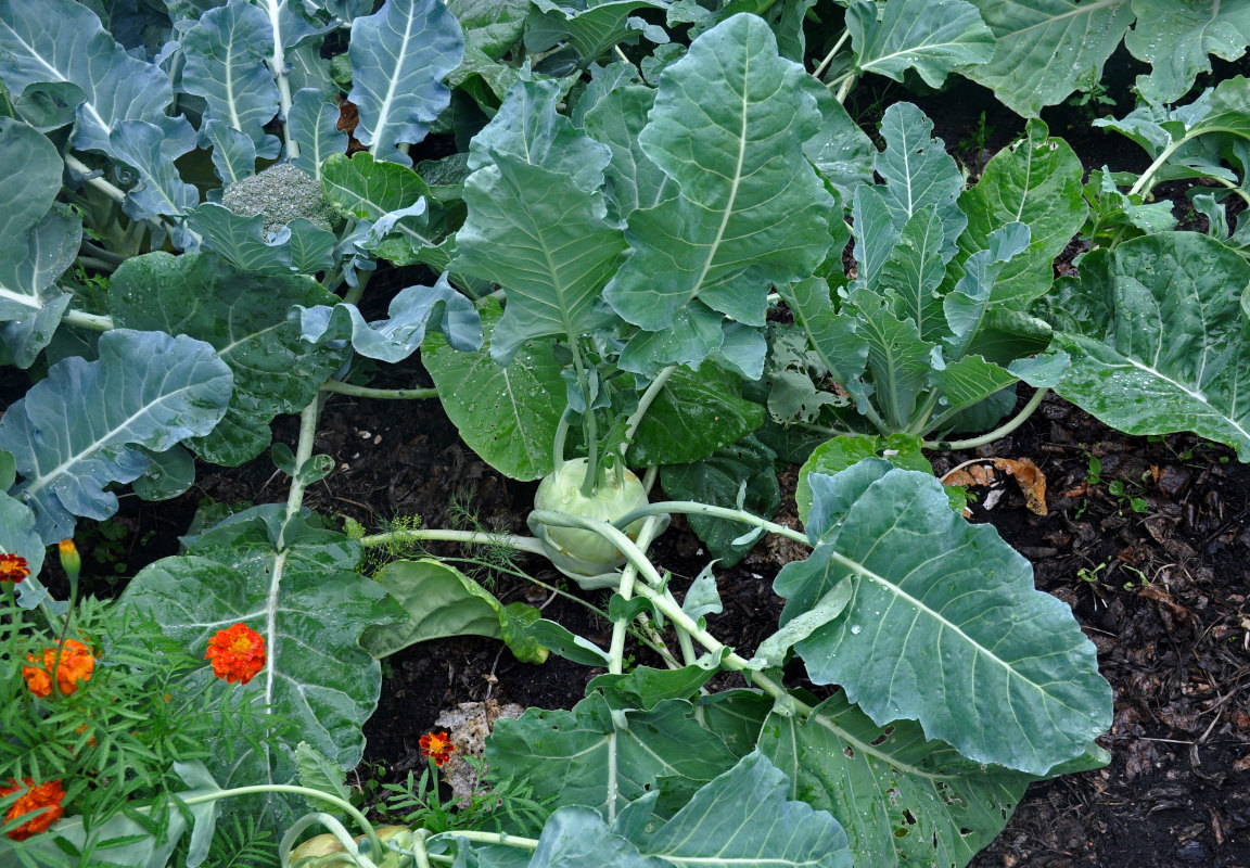 Изображение особи Brassica oleracea var. gongylodes.