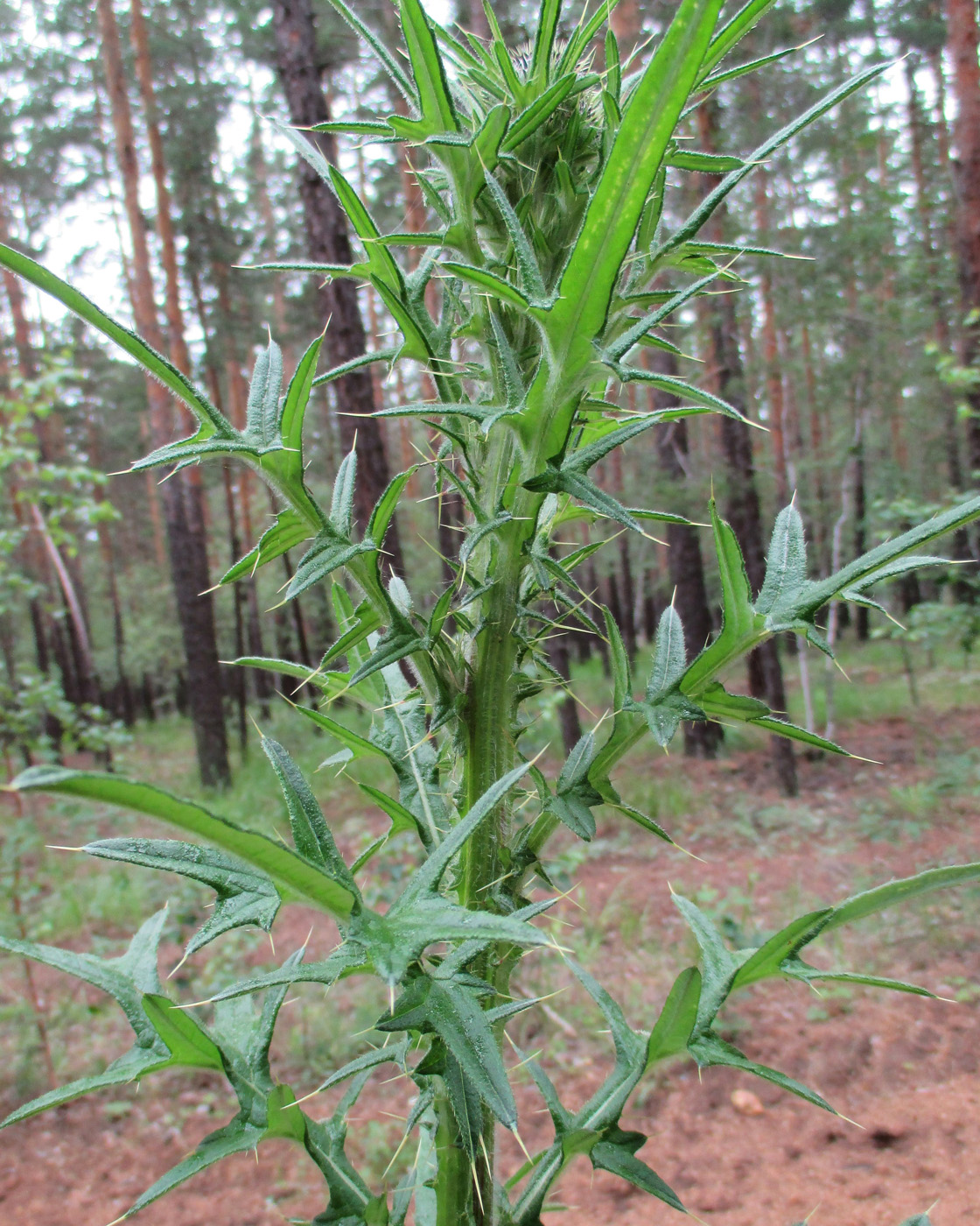 Image of Cirsium vulgare specimen.