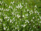 Euphrasia maximowiczii. Верхушки растений с соцветиями. Камчатский край, Елизовский район, природный парк \"Вулканы Камчатки\", кордон Семёновский, разнотравный луг. 13.08.2009.