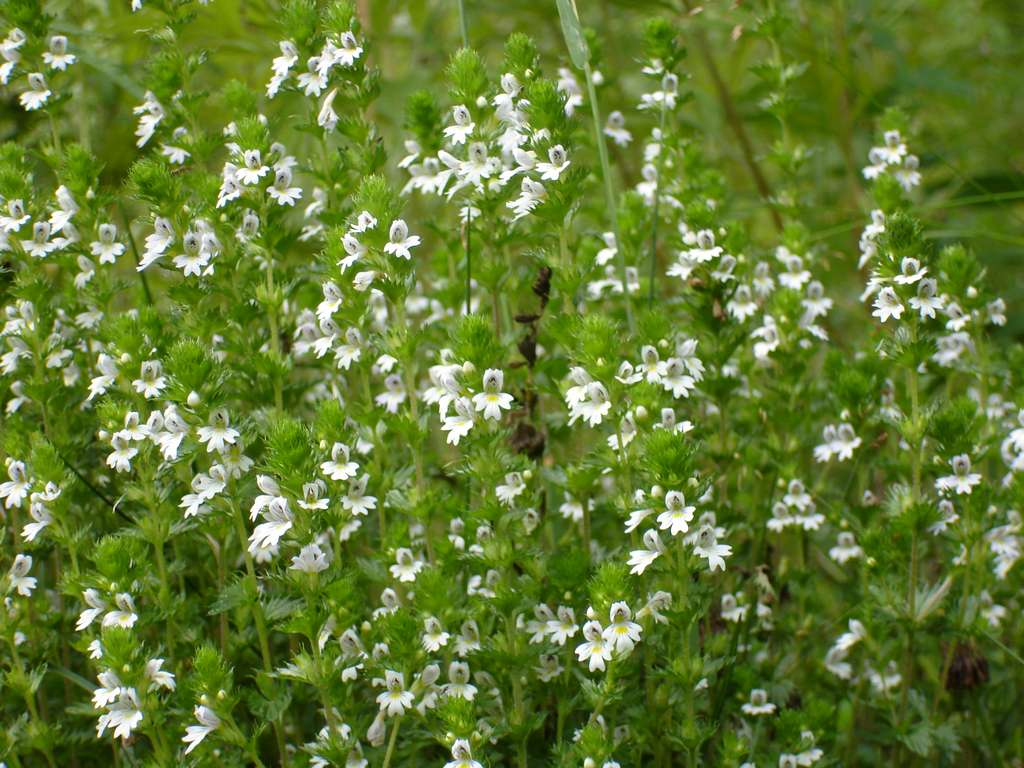 Изображение особи Euphrasia maximowiczii.