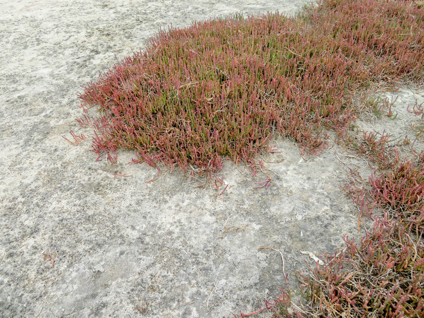 Изображение особи Salicornia natalensis.