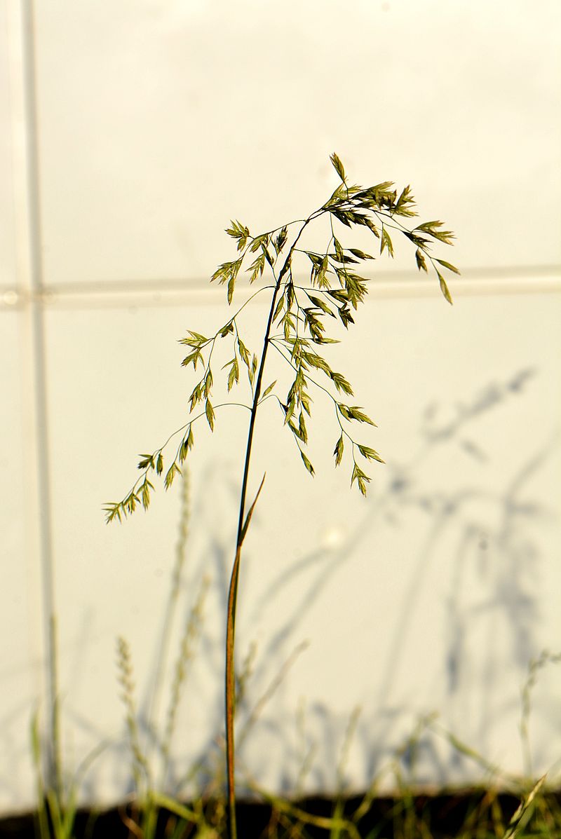 Изображение особи Festuca arundinacea.