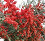 Pyracantha coccinea