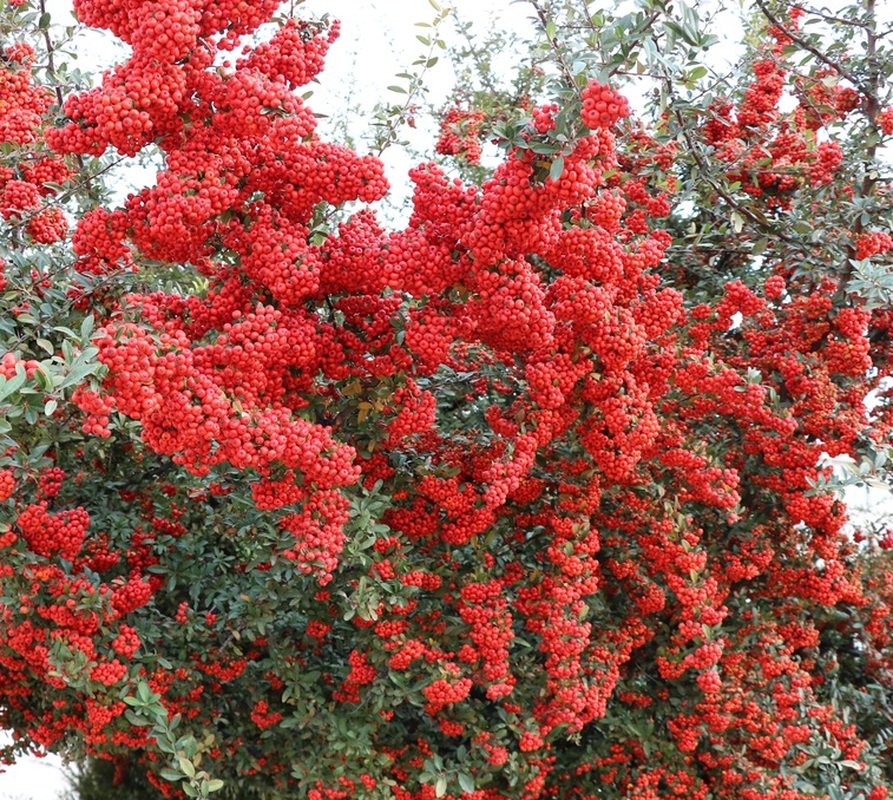 Image of Pyracantha coccinea specimen.