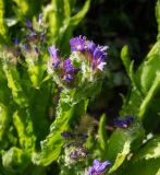 Limonium sinuatum