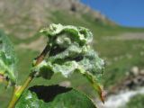 Salix caucasica. Верхушка побега с галлами (вероятно, Rabdophaga terminalis). Кабардино-Балкария, Эльбрусский р-н, долина р. Ирикчат, ок. 2650 м н.у.м., берег р. Ирикчат. 07.07.2020.
