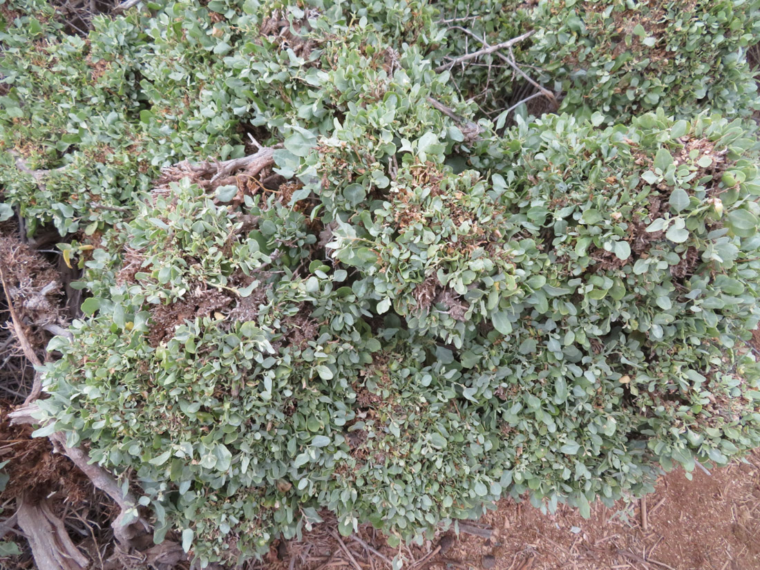 Image of Atriplex capensis specimen.