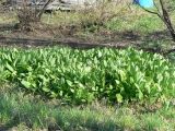 Allium ochotense. Вегетирующие растения. Хабаровский край, 17 км Владивостокского шоссе, дачи, в культуре. 16.05.2013.
