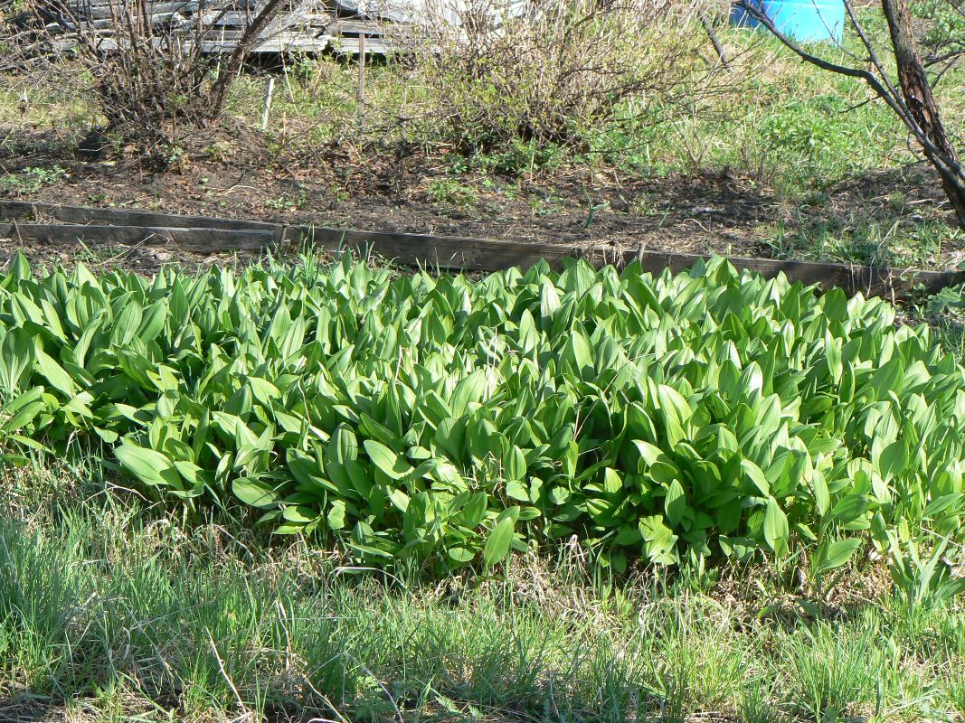 Изображение особи Allium ochotense.