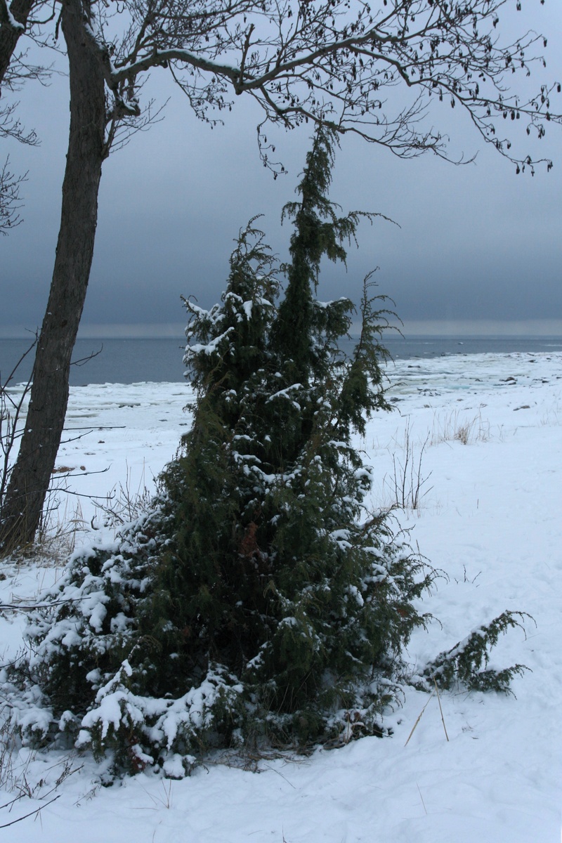 Image of Juniperus communis specimen.