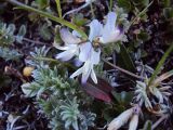 Astragalus alpinus. Соцветие. Камчатский край, Елизовский район, памятник природы экструзия «Верблюд» в Авачинской группе вулканов, 1230 м н.у.м. 24.09.2010.