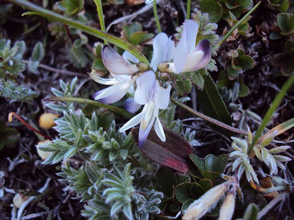 Image of Astragalus alpinus specimen.