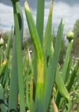Allium fistulosum
