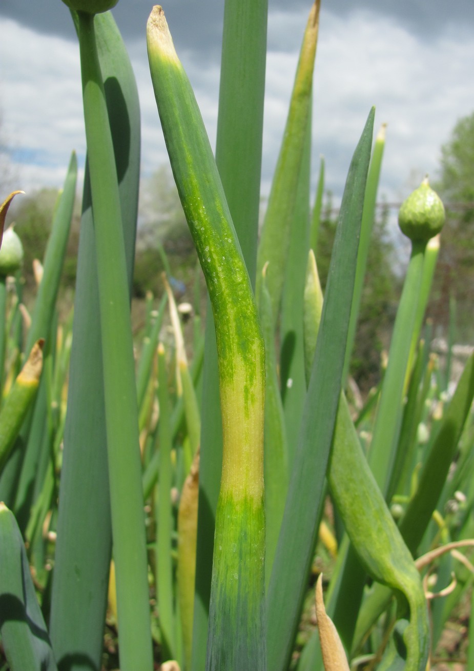 Image of Allium fistulosum specimen.