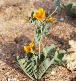 Glaucium flavum. Цветущее и плодоносящее растение. Краснодарский край, Темрюкский р-н, окр. станицы Голубицкая, берег Азовского моря, песчано-ракушечный пляж. 11.06.2019.