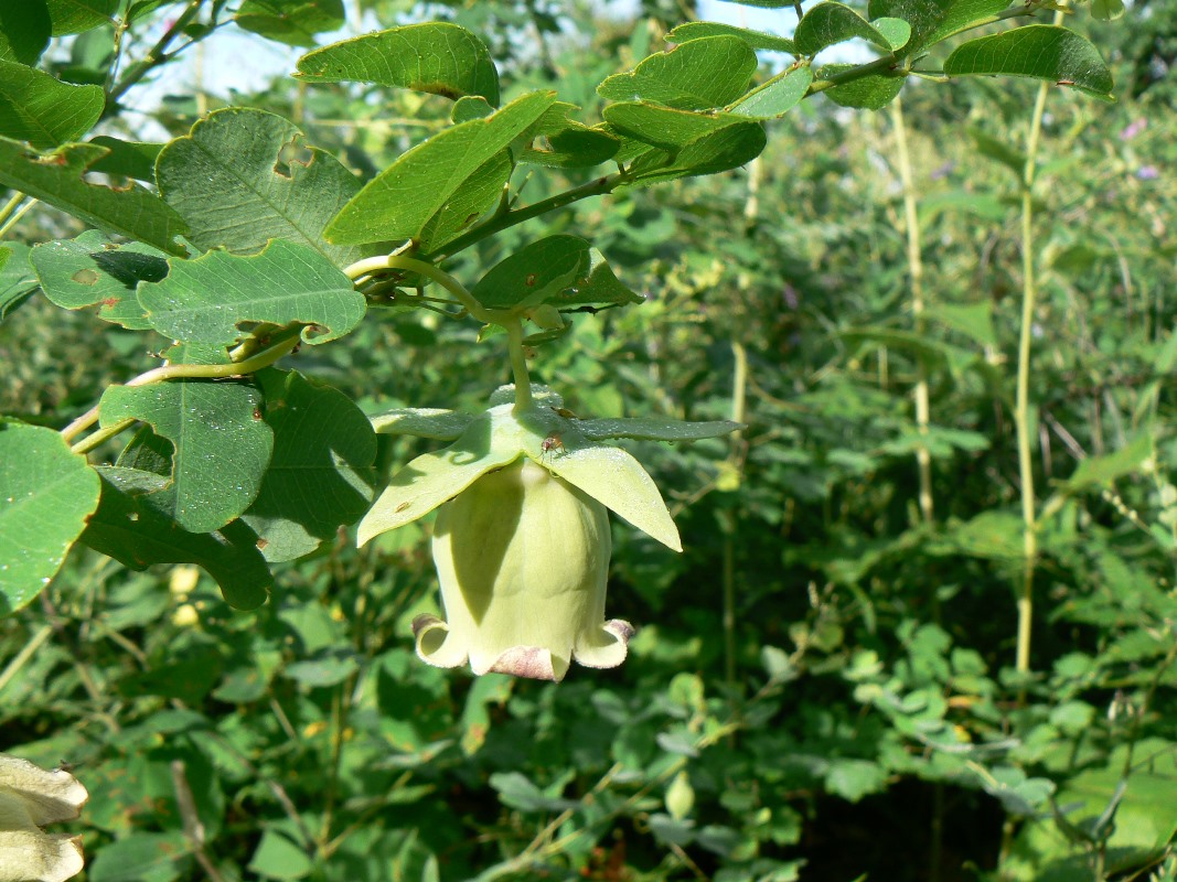 Изображение особи Codonopsis lanceolata.