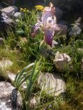 View full-size image Iris stolonifera