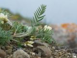 Oxytropis pallasii. Веточка с соцветиями. Крым, городской округ Феодосия, окр. пос. Орджоникидзе, мыс Киик-Атлама, каменистая осыпь. 02.05.2021.