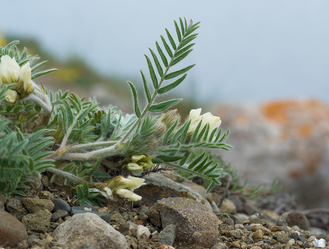 Изображение особи Oxytropis pallasii.