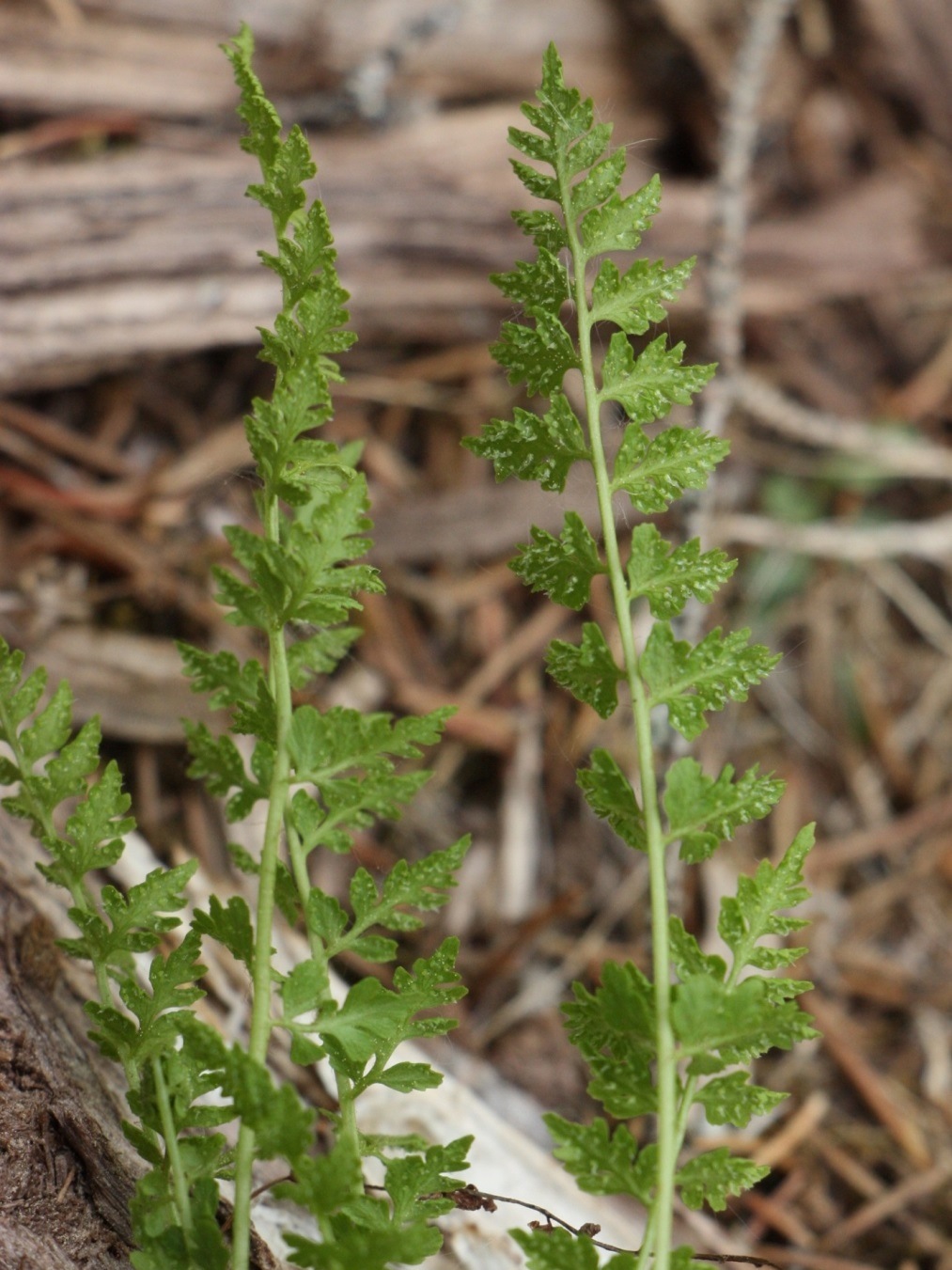 Image of Cystopteris dickieana specimen.