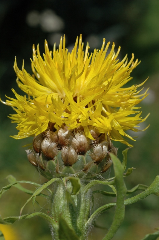 Image of Grossheimia macrocephala specimen.