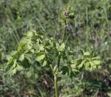 Thalictrum minus