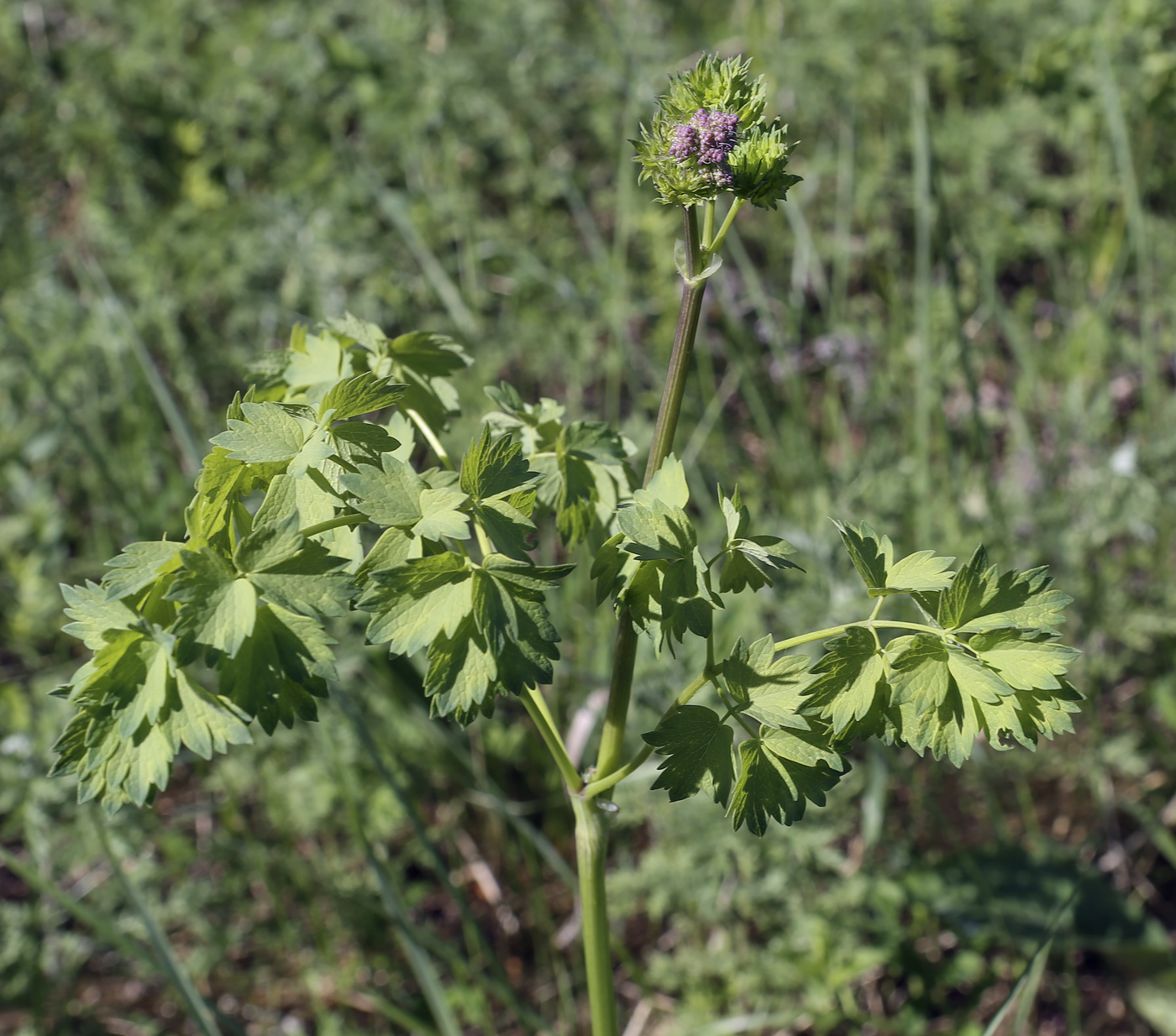 Image of Thalictrum minus specimen.