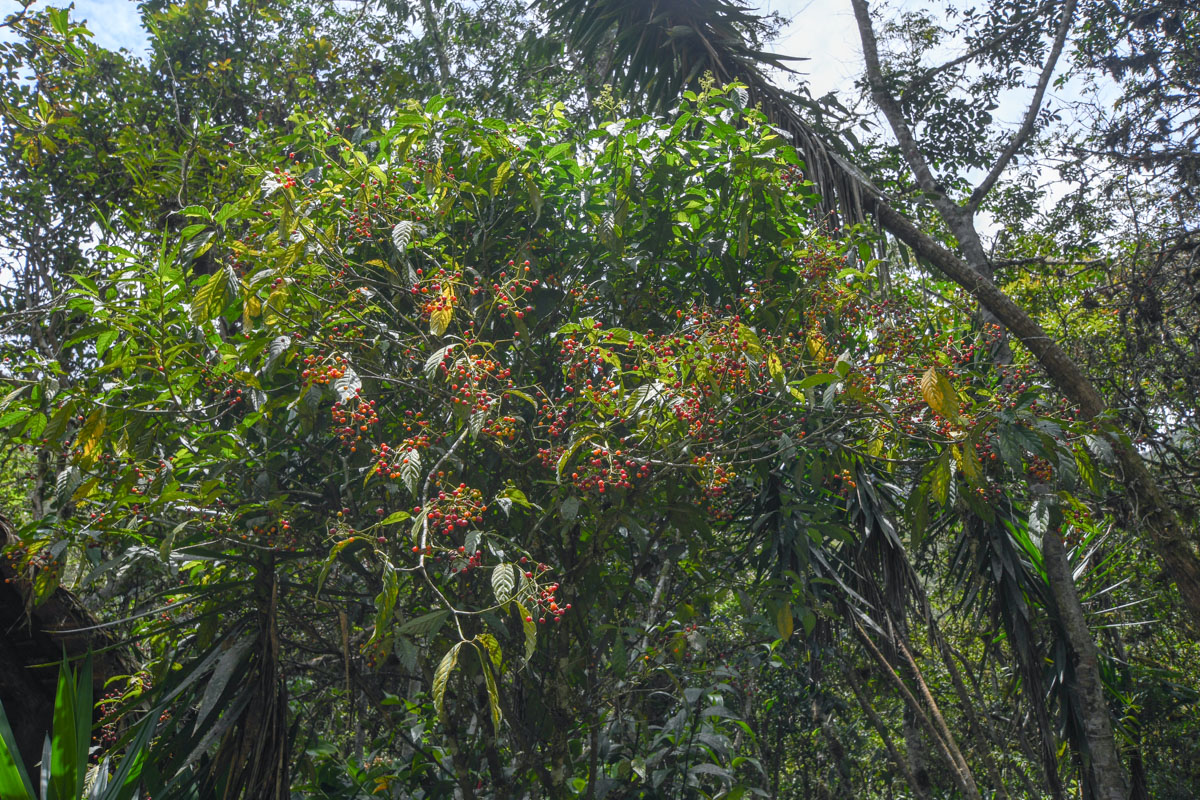 Image of genus Psychotria specimen.