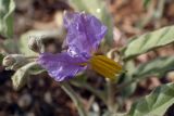 Solanum elaeagnifolium. Цветок и бутоны. Греция, Эгейское море, о. Сирос, окр. пос. Фабрика (Φάμπρικα), зарастающий приусадебный участок. 03.05.2021.