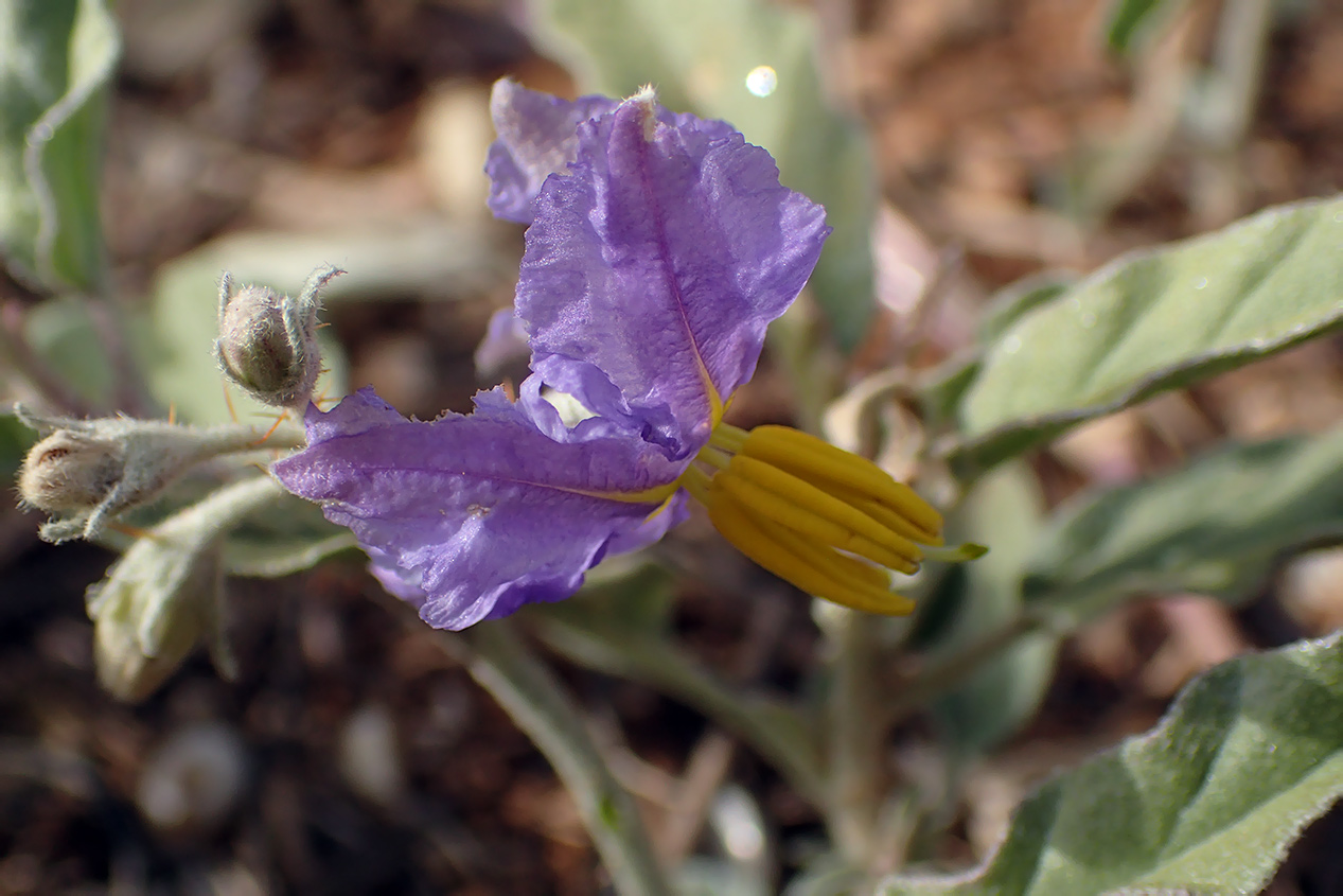 Изображение особи Solanum elaeagnifolium.