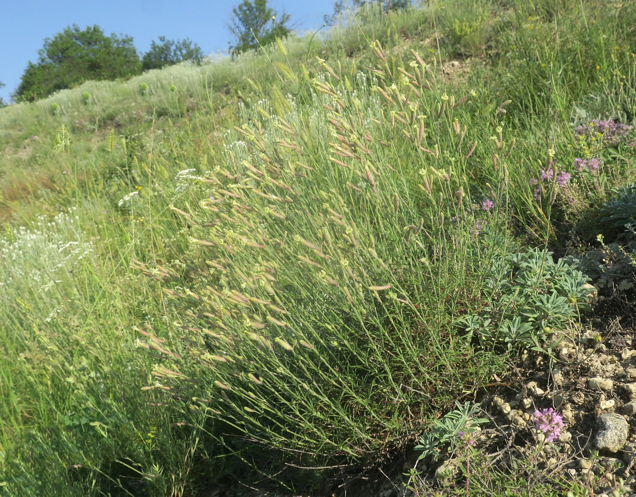 Image of Silene supina specimen.